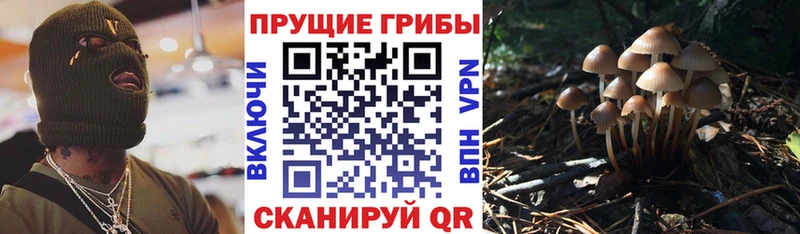Псилоцибиновые грибы мицелий  Перевоз 